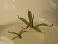 Nepenthes vieillardii 1